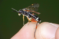 Macrophya rufipes