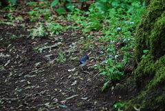 Fringilla coelebs ombriosa