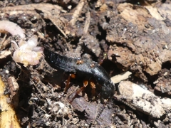 Dinothenarus badipes