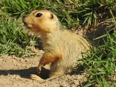 Spermophilus fulvus