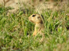 Spermophilus fulvus