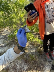 Podomys floridanus