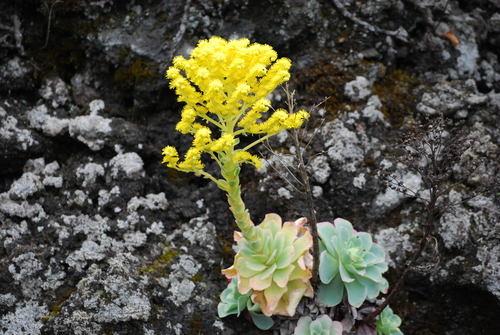 Aeonium aureum