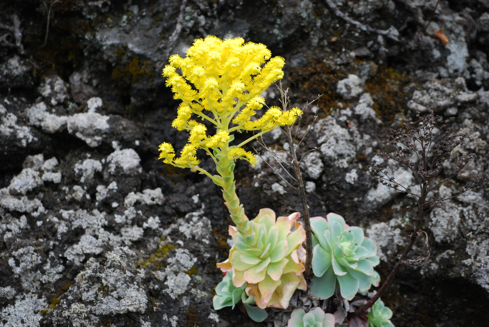 Sempervivum polypharmicum (Webb) Christ 2