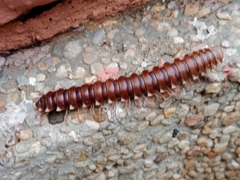 Diplopoda