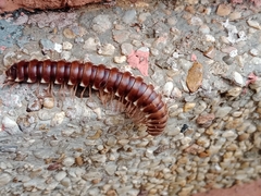 Diplopoda