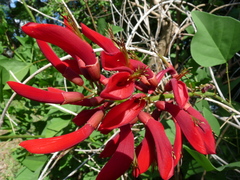 Erythrina × bidwillii