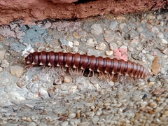 Diplopoda