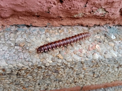 Diplopoda