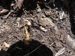 Dinothenarus badipes