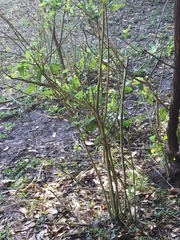 Lagerstroemia subcostata
