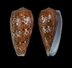 Conus cervus