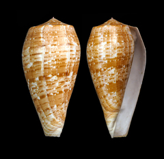 Conus cervus