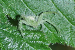 Heriaeus hirtus