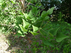 Erythrina × bidwillii