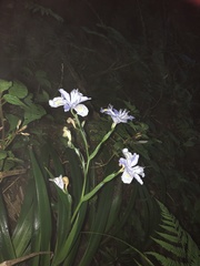 Iris formosana