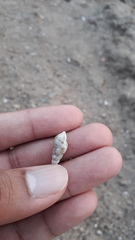 Melanoides tuberculata