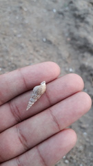 Melanoides tuberculata