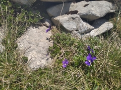 Viola bubanii
