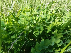 Astragalus glycyphyllos