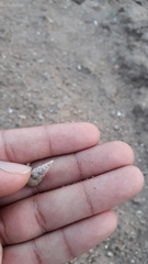 Melanoides tuberculata