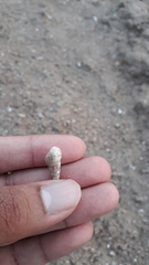 Melanoides tuberculata