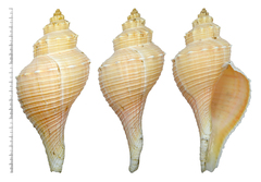 Brunneifusus ternatanus