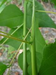 Erythrina × bidwillii