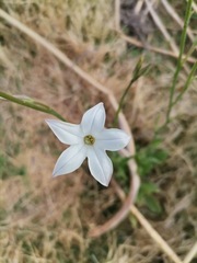 Nicotiana repanda