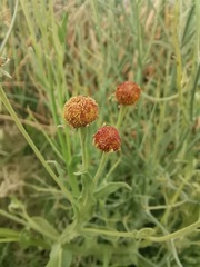 Helenium thurberi