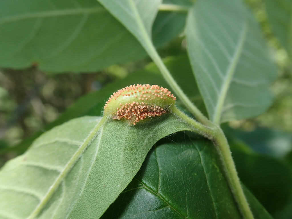 ash rust