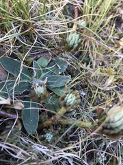 Petrosedum forsterianum