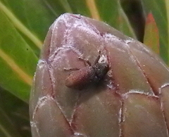 Euderes lineicollis