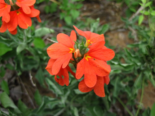 Sabi Crossandra