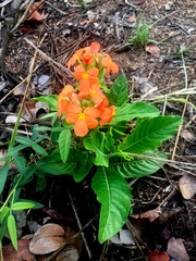 Crossandra mucronata
