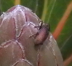 Euderes lineicollis