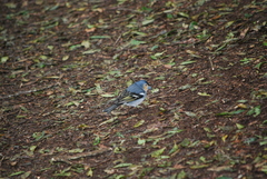 Fringilla coelebs ombriosa