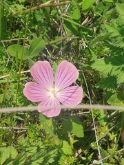 Malva punctata