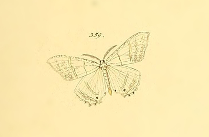 Epiplema albipennaria