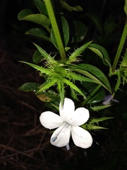 Barleria elegans orientalis