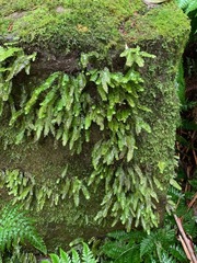 Cyathophorum bulbosum