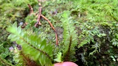 Cyathophorum bulbosum