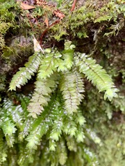 Cyathophorum bulbosum