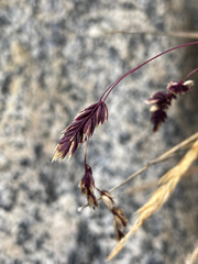 Poa cucullata