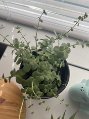 Corpuscularia lehmannii