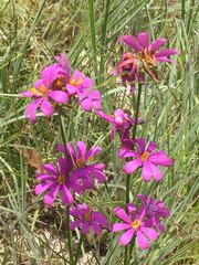 Sabatia gentianoides