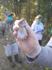 Peromyscus gossypinus