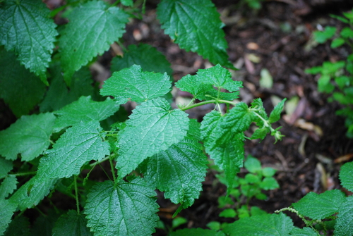 Image of Urtica morifolia by no rights reserved
