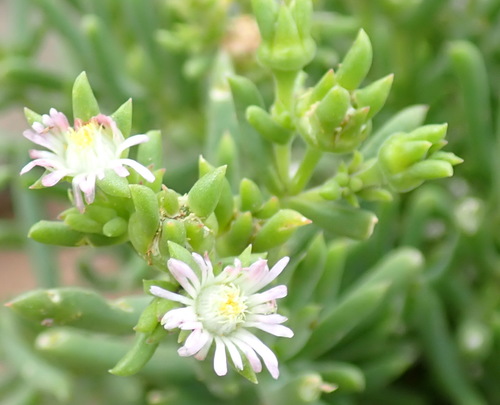 Image of Delosperma subincanum by (c) Nicola van Berkel, some rights reserved (CC BY-SA)