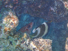 Sargocentron spiniferum